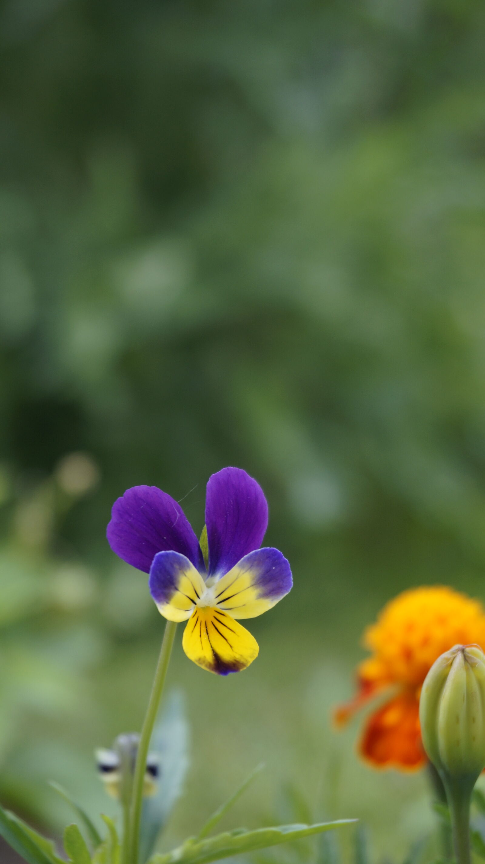 Sony Alpha NEX-5T sample photo