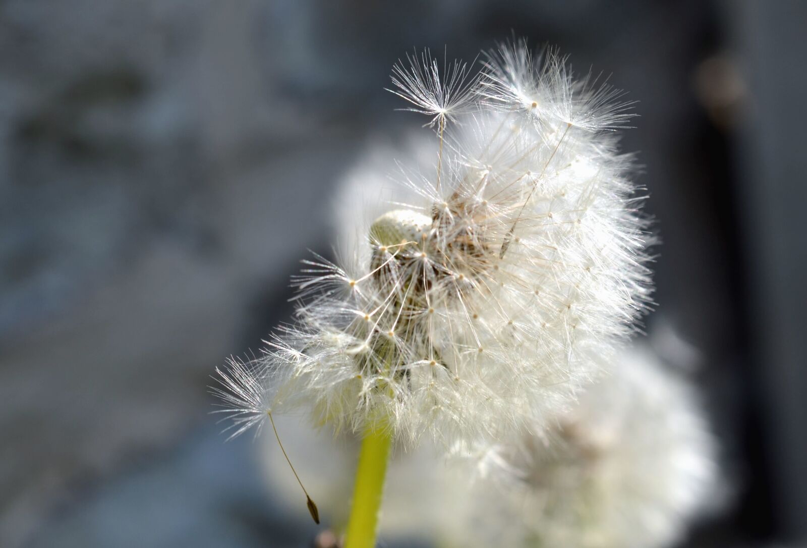 Nikon D5100 sample photo. Dandelion, seed, flower, haulm photography