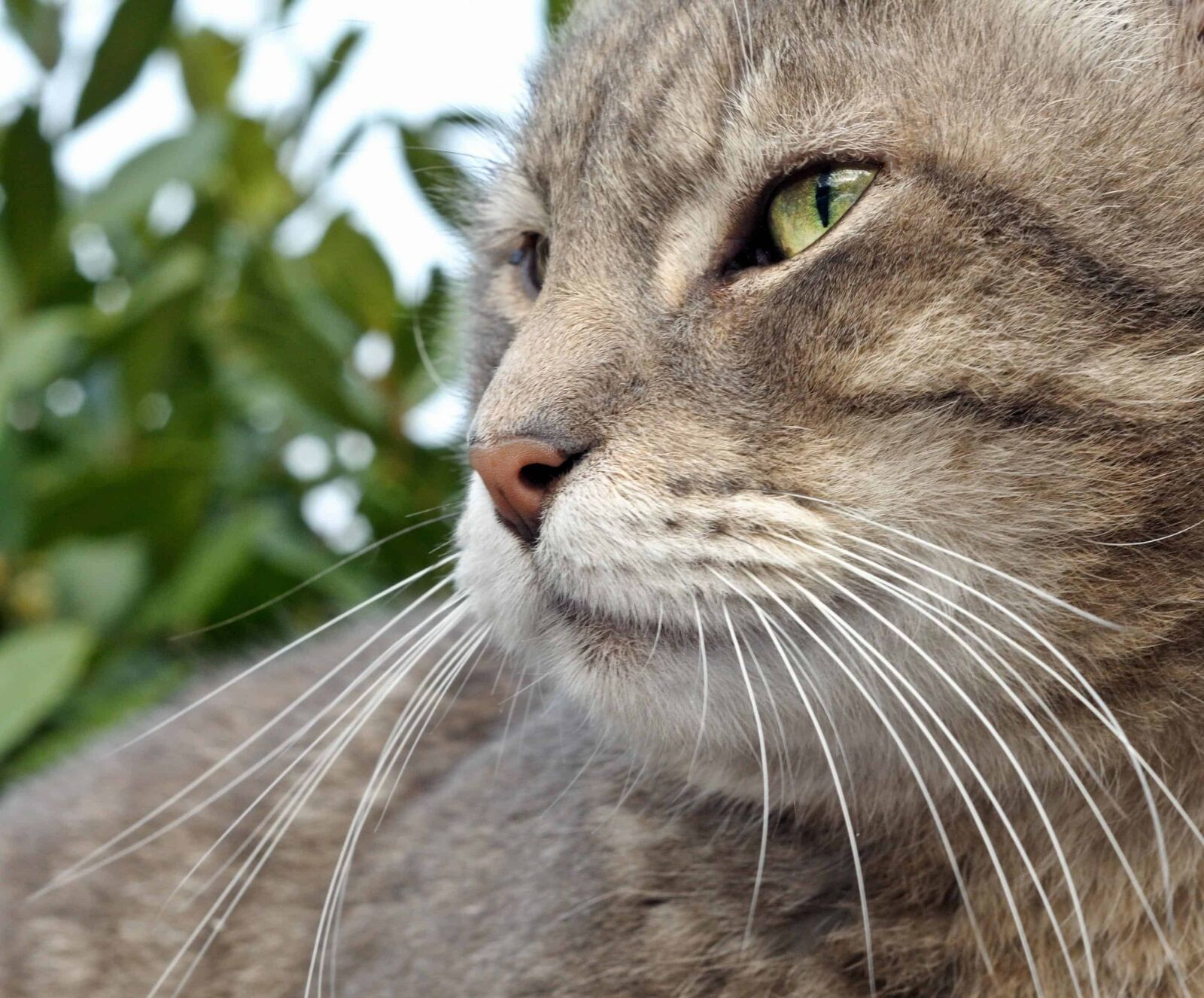 Nikon D300 sample photo. Whisker, cute, fur, eye photography