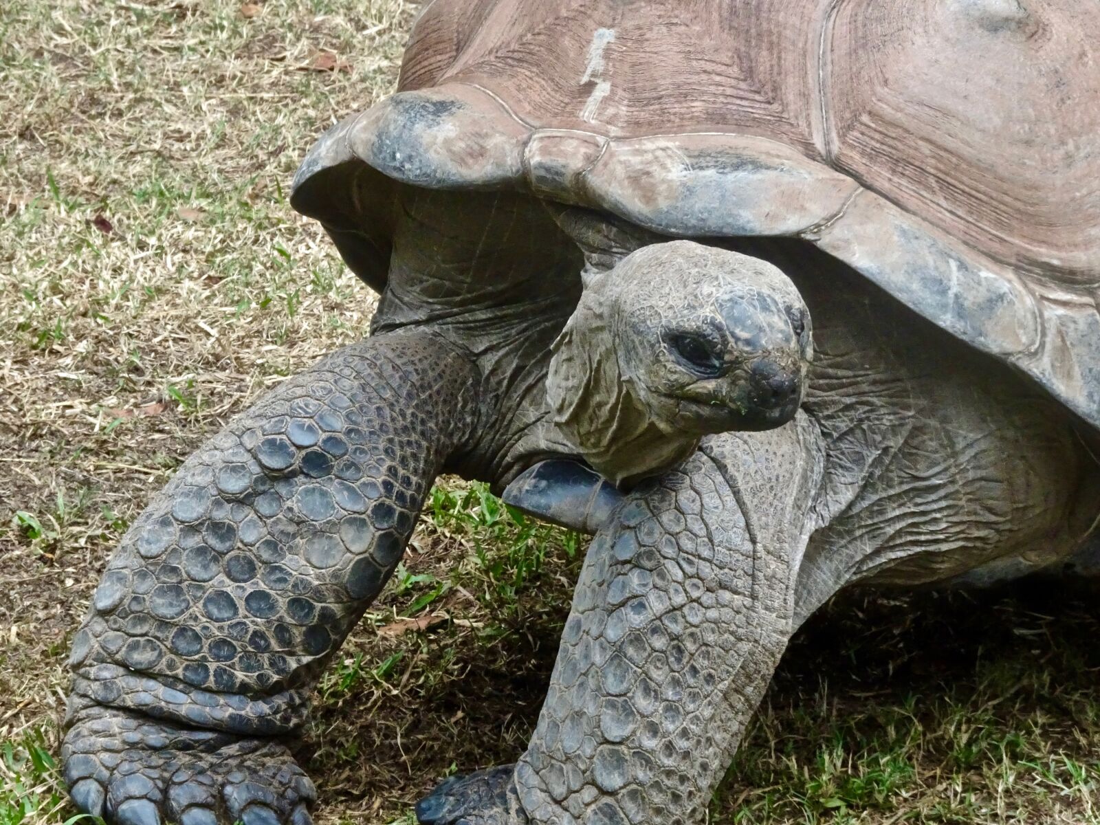 Sony Cyber-shot DSC-HX90V sample photo. Tortoise, slow, large photography