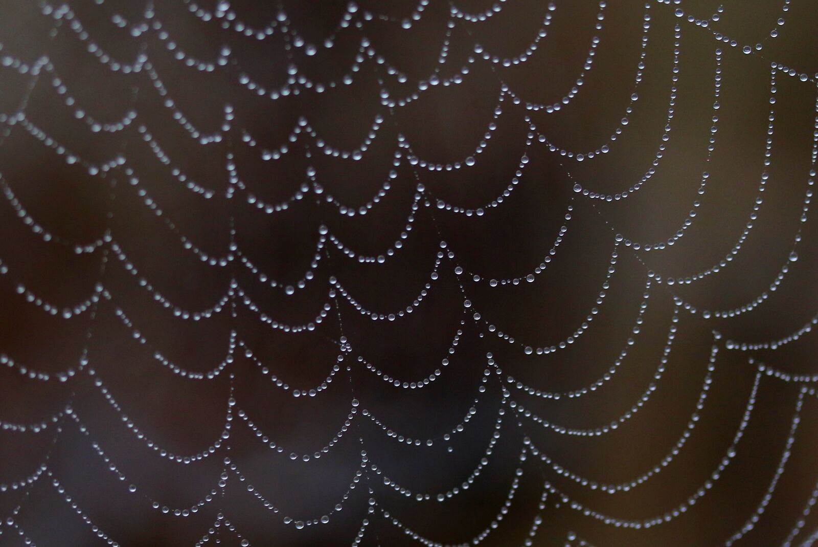 Canon EF-S 60mm F2.8 Macro USM sample photo. Spider web, drops, water photography