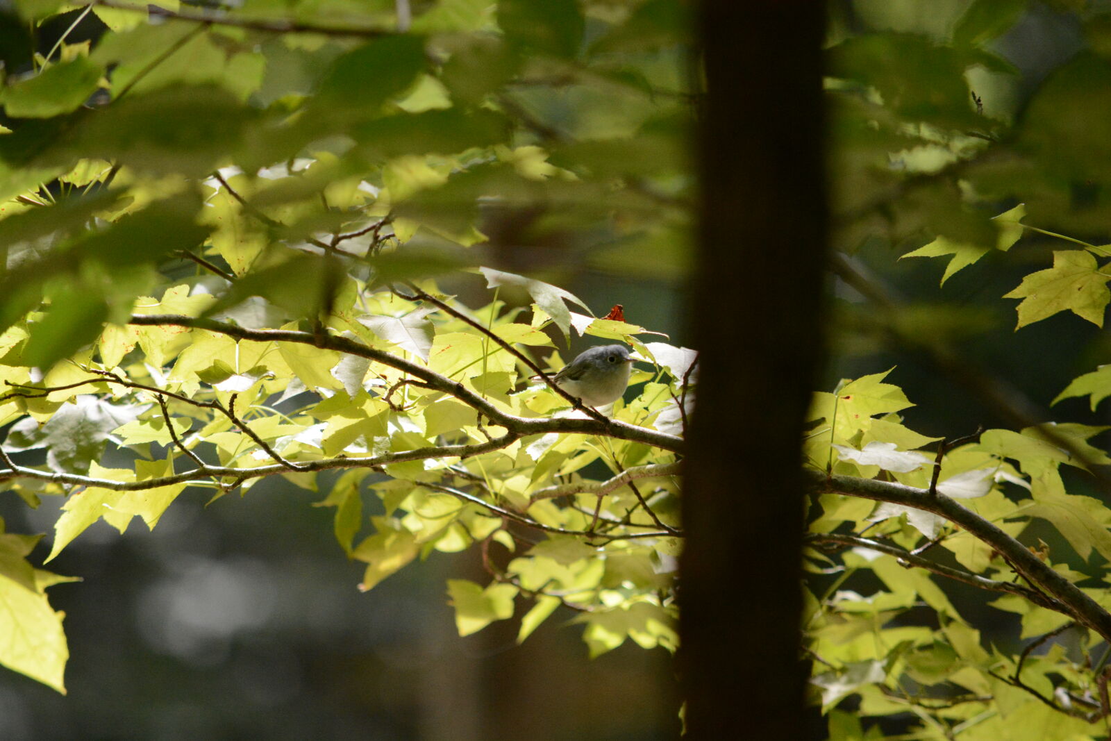 Nikon D7100 sample photo