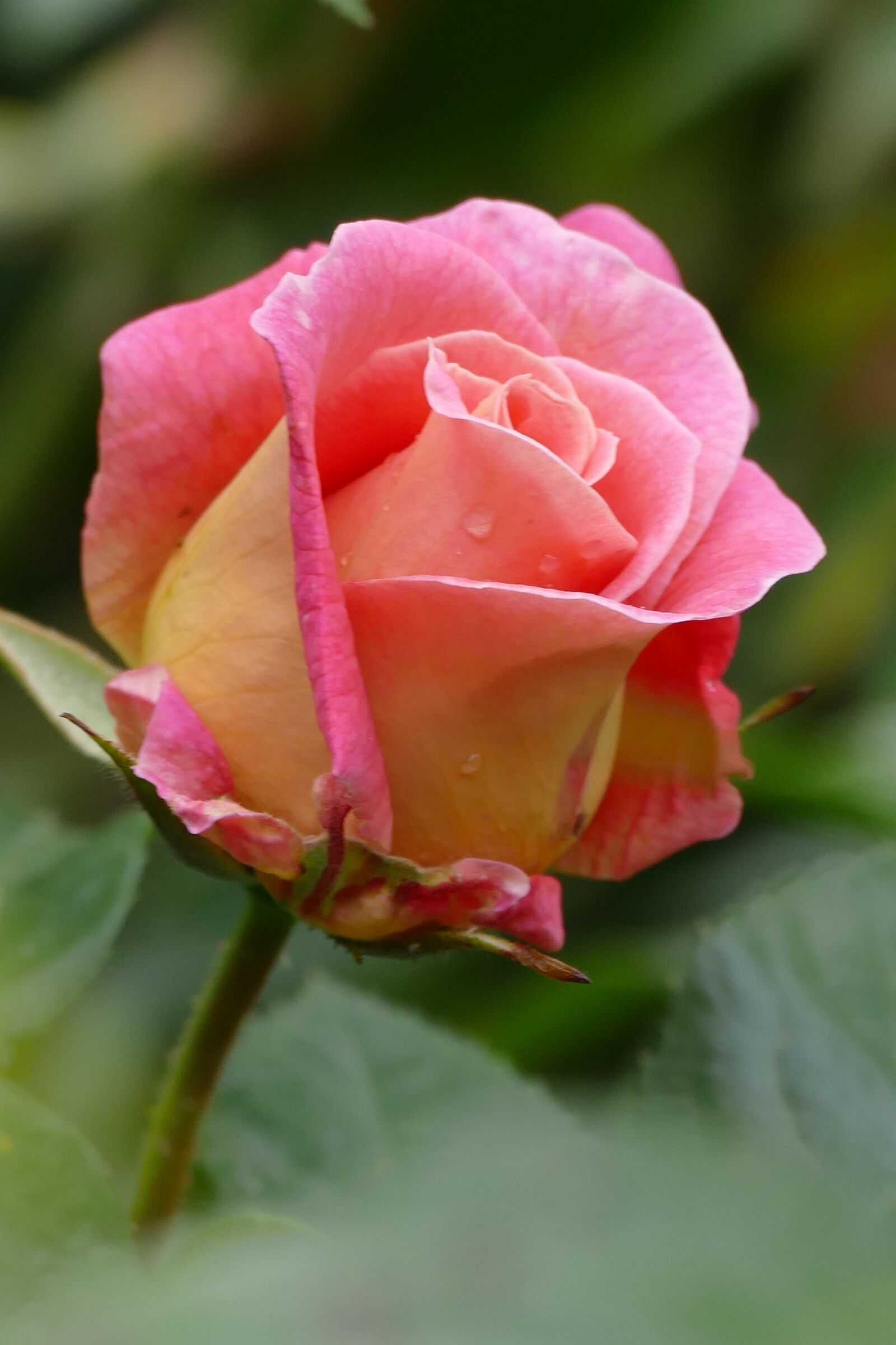 Panasonic Lumix DMC-FZ1000 sample photo. Rose, flower, pink photography
