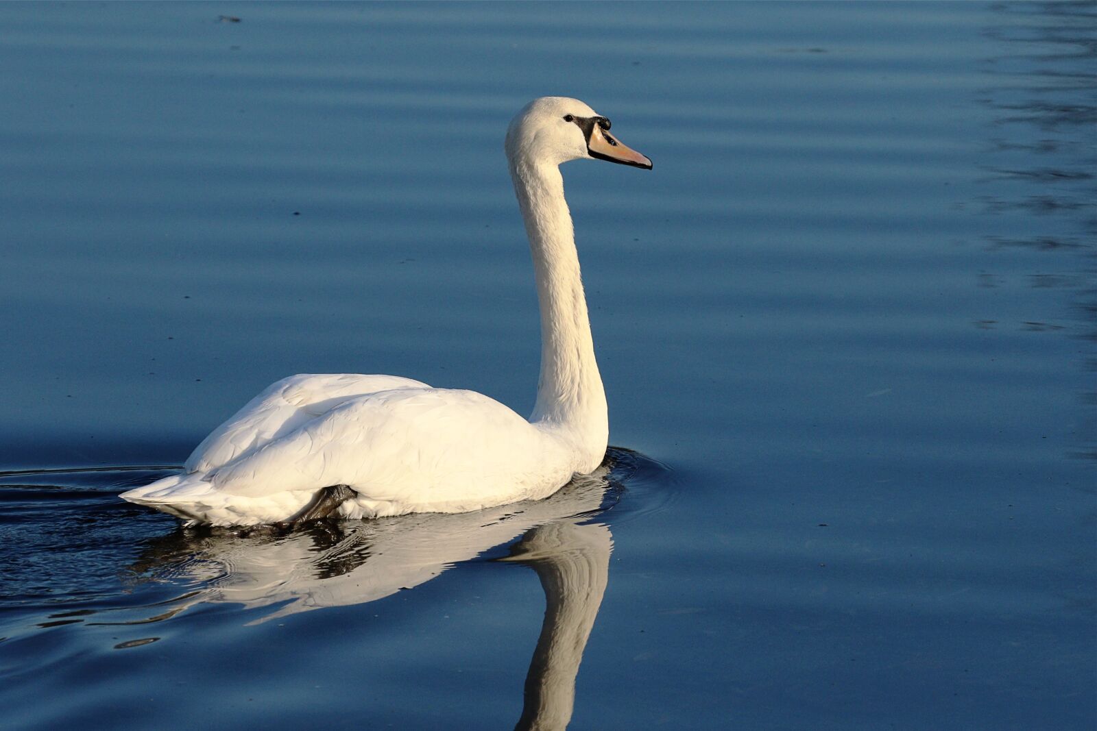 Canon EOS 7D Mark II sample photo. Elegant, white, plumage photography