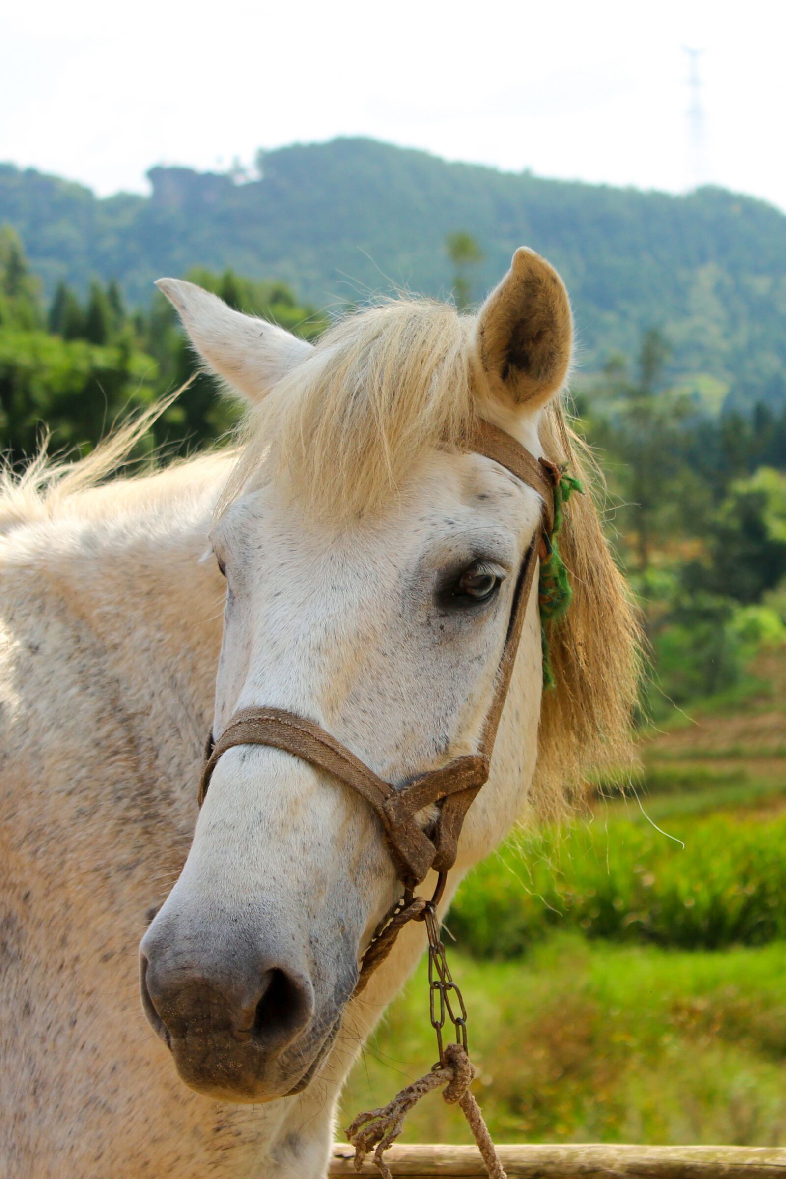 Canon EOS 600D (Rebel EOS T3i / EOS Kiss X5) sample photo. Animal, open country, horse photography