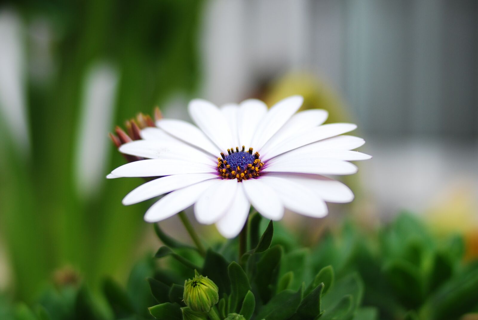 Nikon D80 sample photo. Nature, plant, flower photography