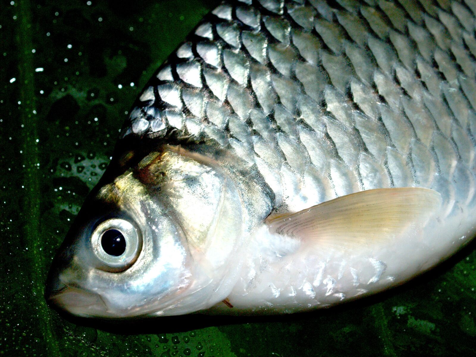 Olympus E-300 (EVOLT E-300) sample photo. Fish, carp, meal photography