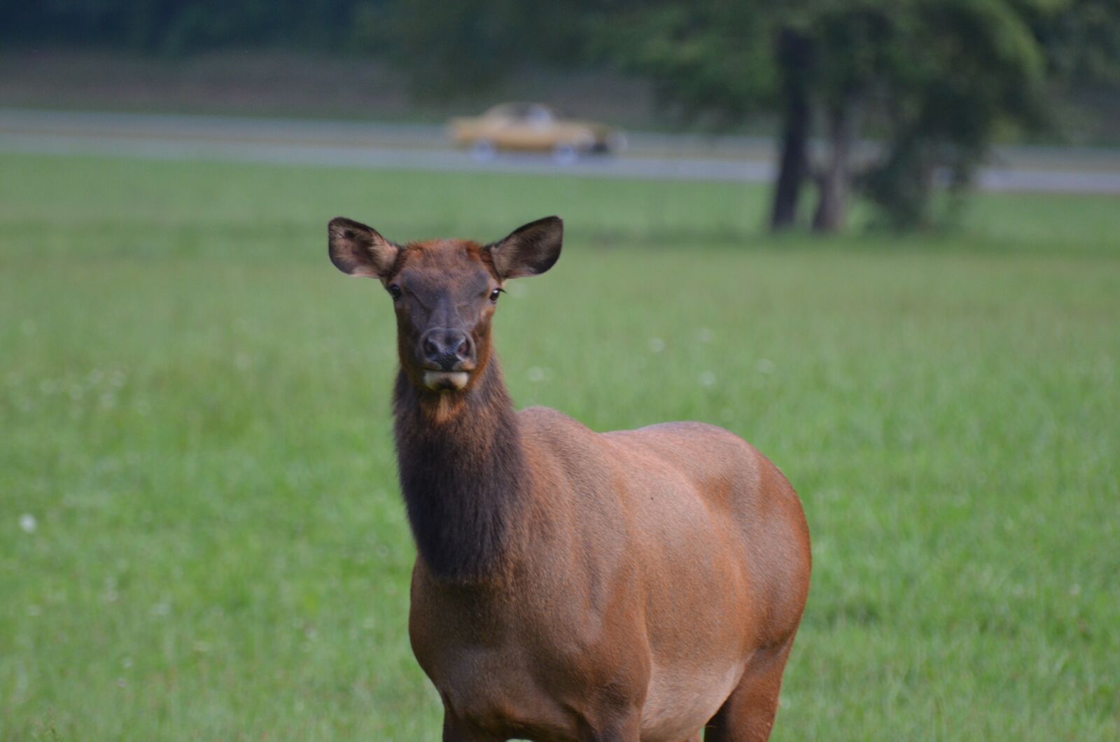 Nikon D5100 sample photo. Momentum bull, momentum, mammal photography