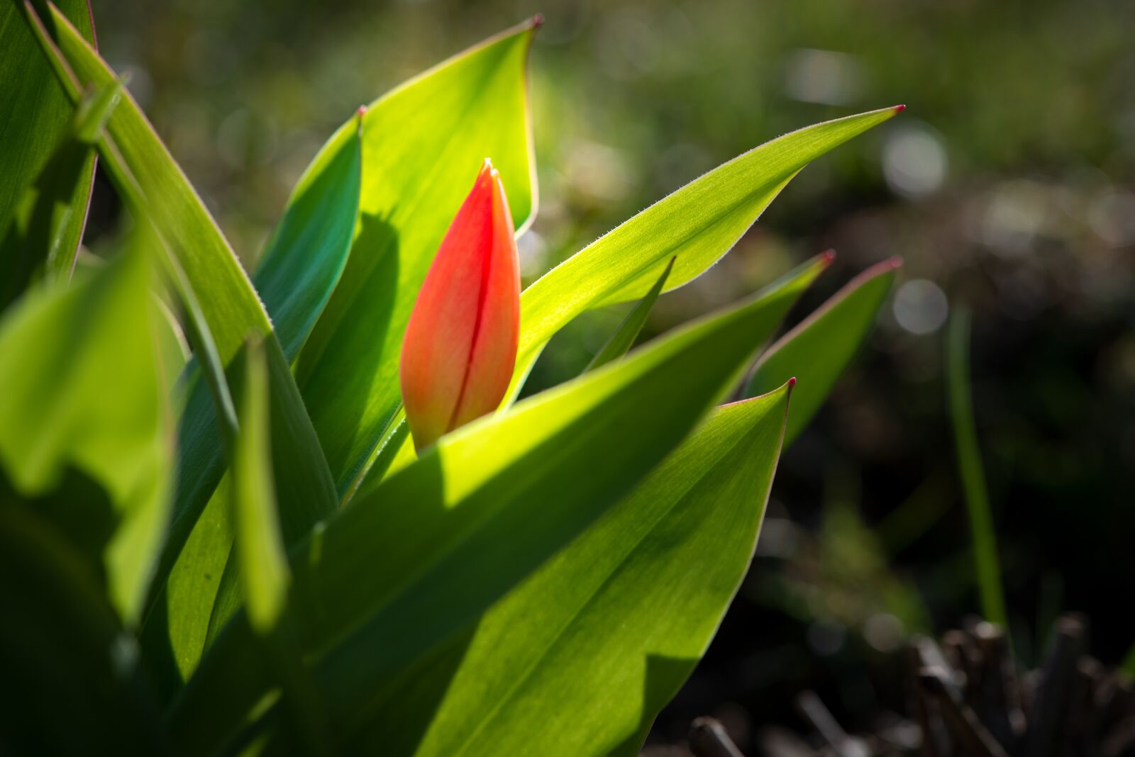 Nikon D750 sample photo. Flower, red, tulip photography
