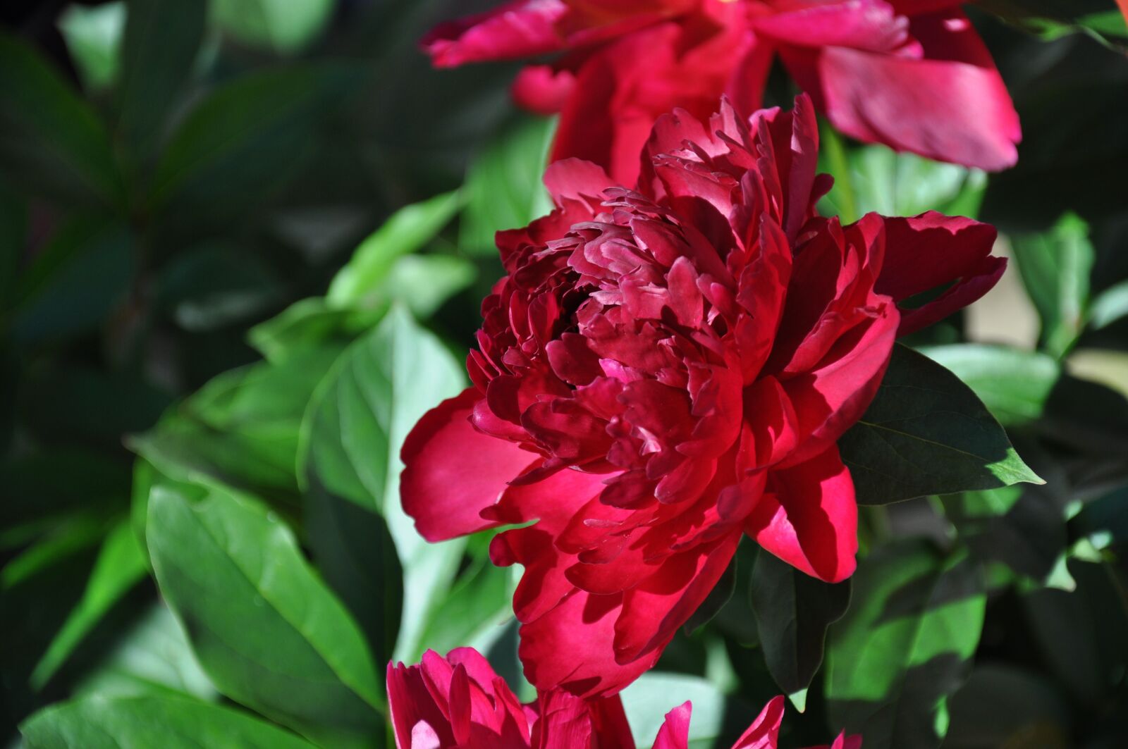 Nikon D90 sample photo. Peonies, pentecost, nature photography