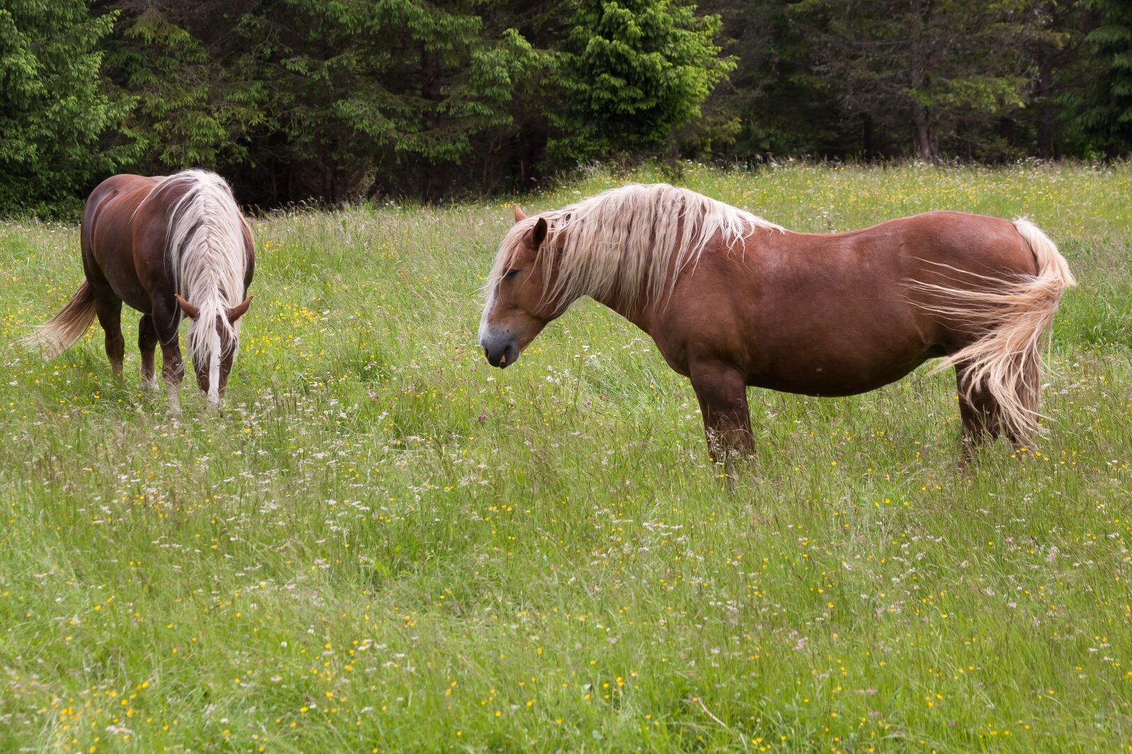 Canon EOS 50D sample photo. Horse, haflinger, pasture photography
