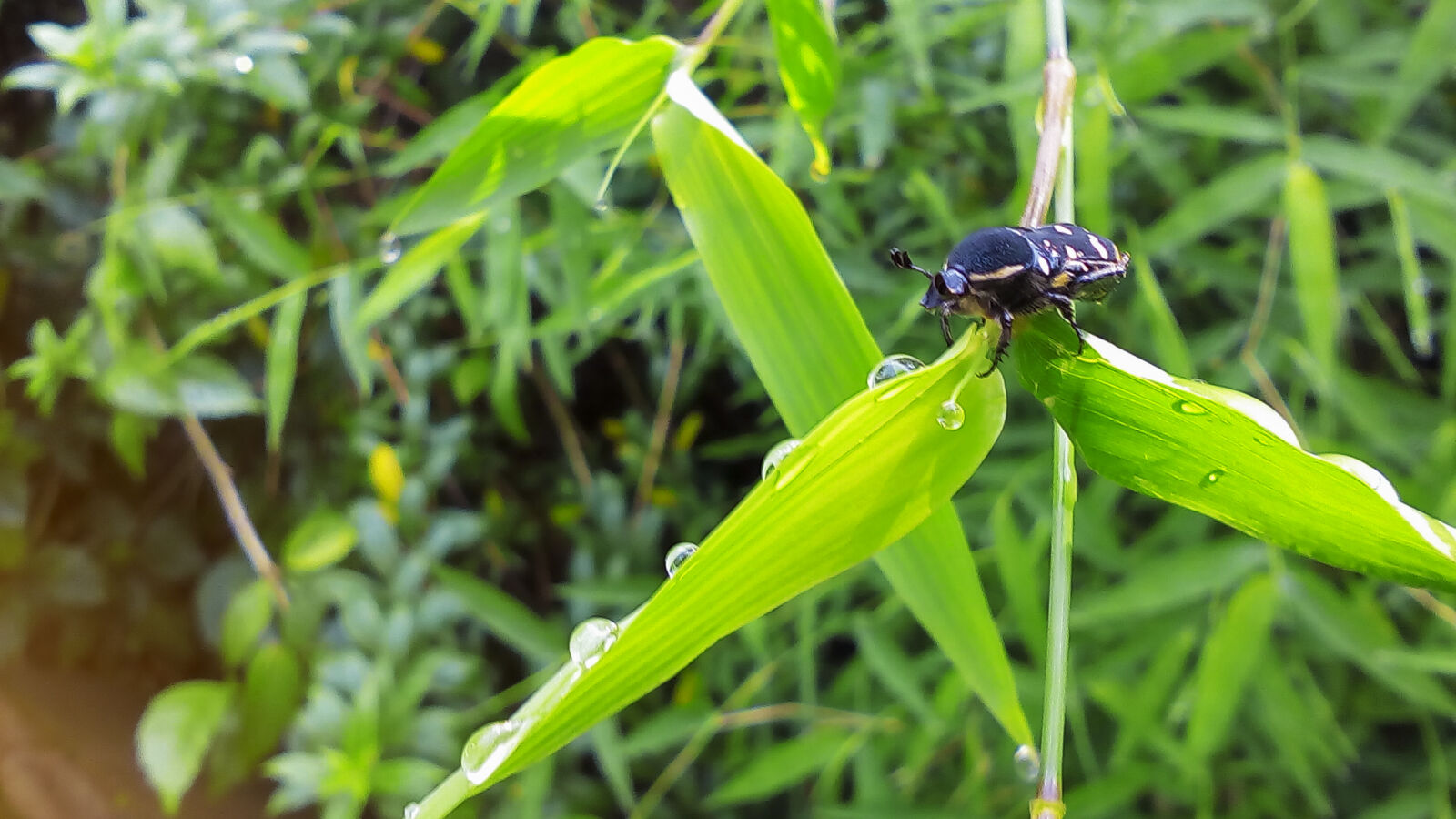GIONEE P5 mini sample photo. Bamboo, bush, grass, green photography