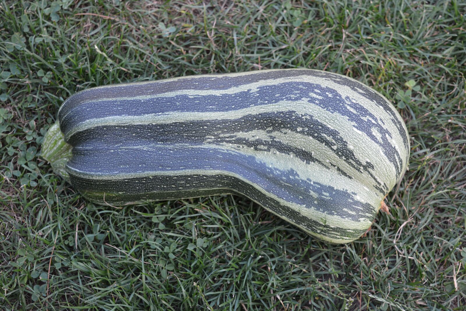 Nikon D5200 sample photo. Garden, vegetables, zucchini photography