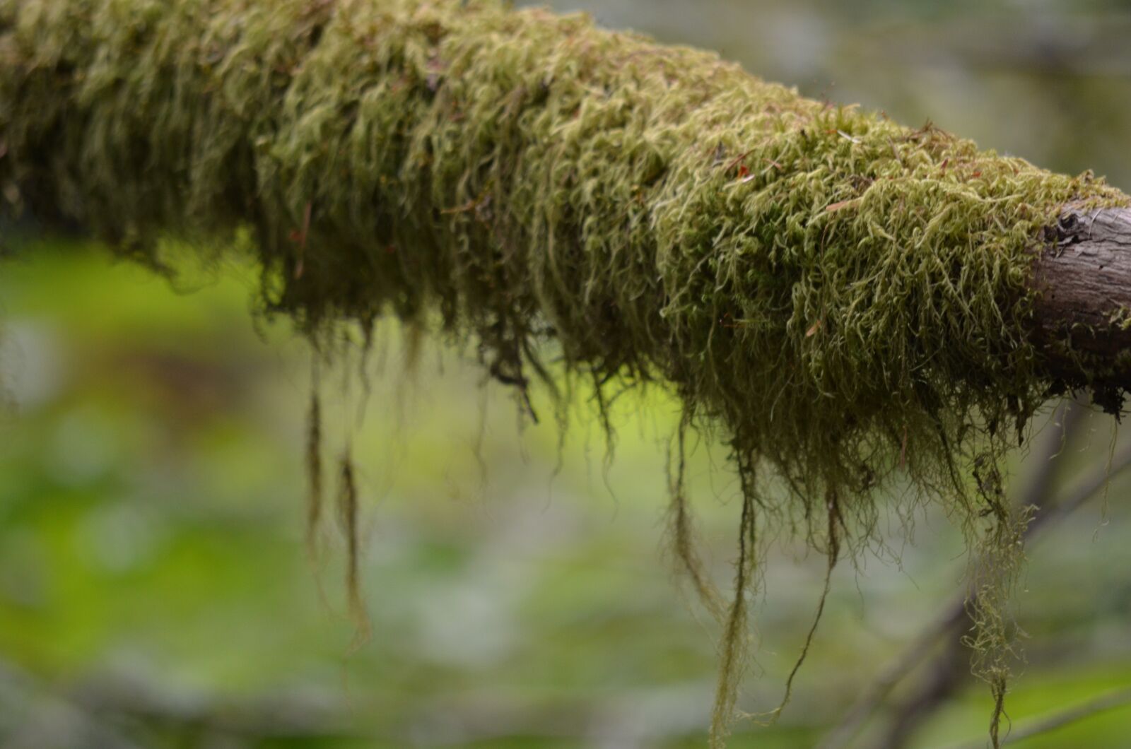 Nikon D5100 sample photo. Forest, moss, nature photography