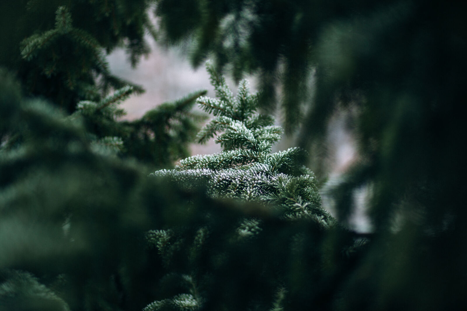 Canon EF 85mm F1.8 USM sample photo. Blur, branches, conifer, environment photography