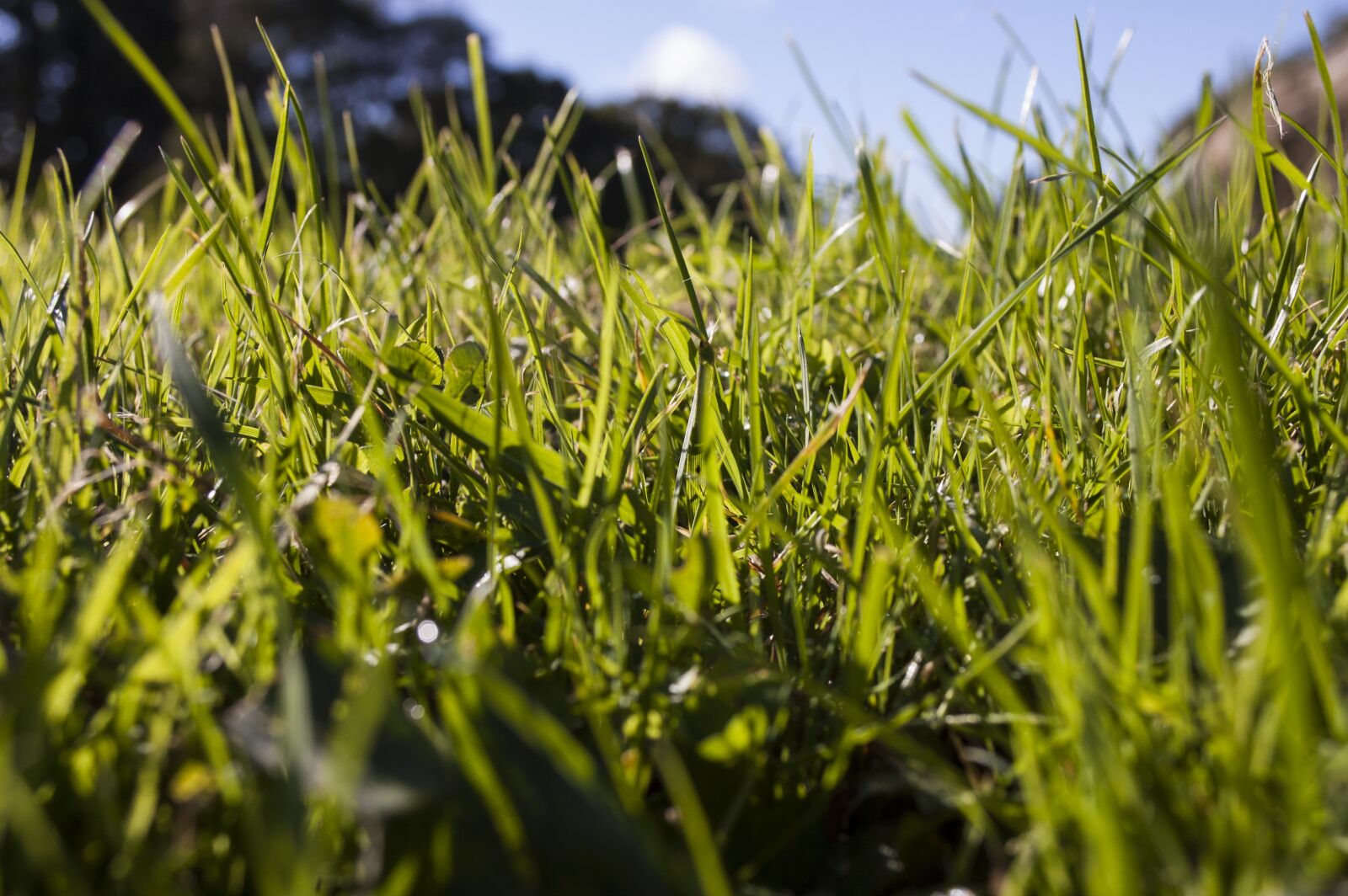 Nikon D40 sample photo. Grass, green, meadow photography
