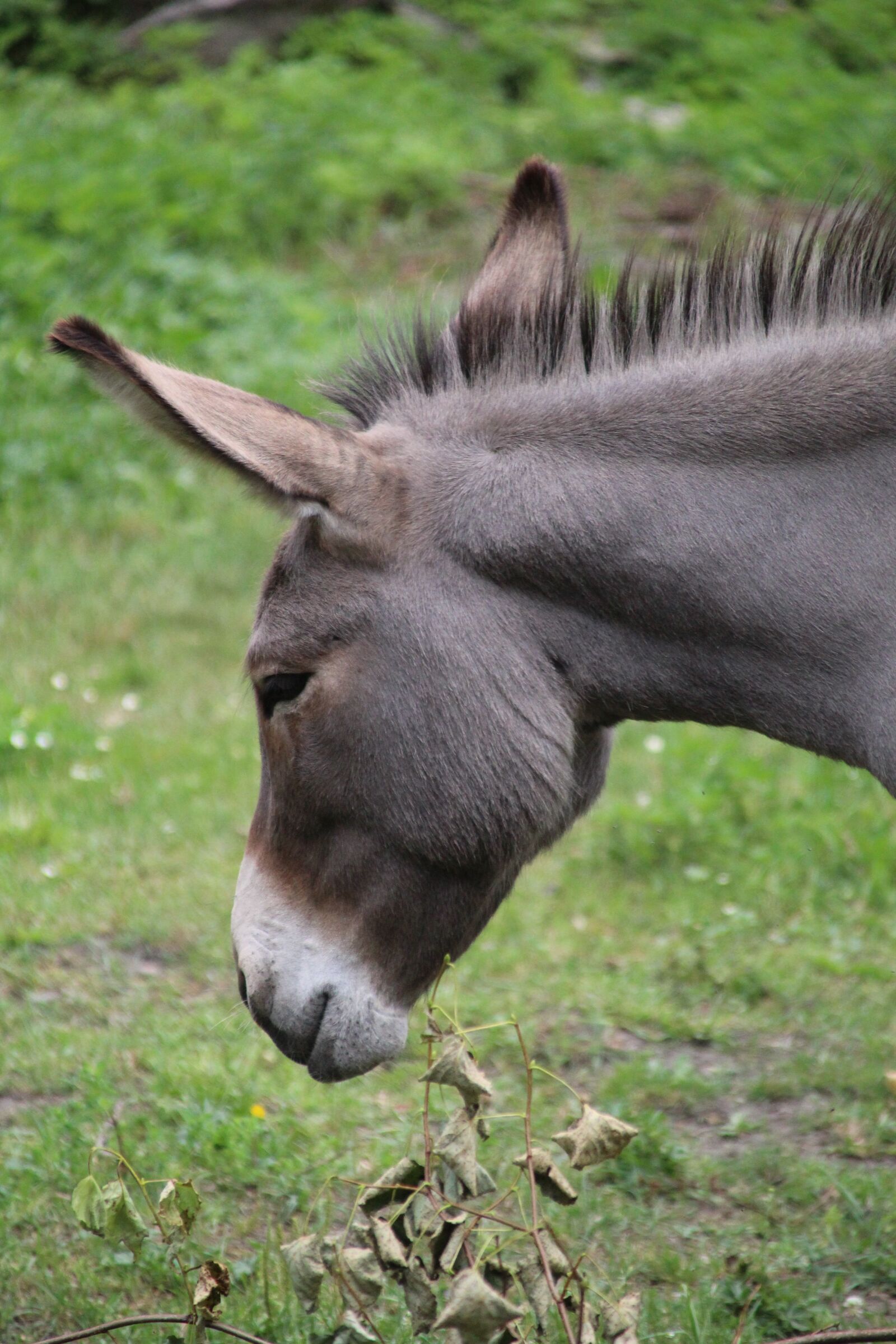 Canon EOS 1300D (EOS Rebel T6 / EOS Kiss X80) + Canon TS-E 90mm F2.8 Tilt-Shift sample photo. Donkey, animal, head photography