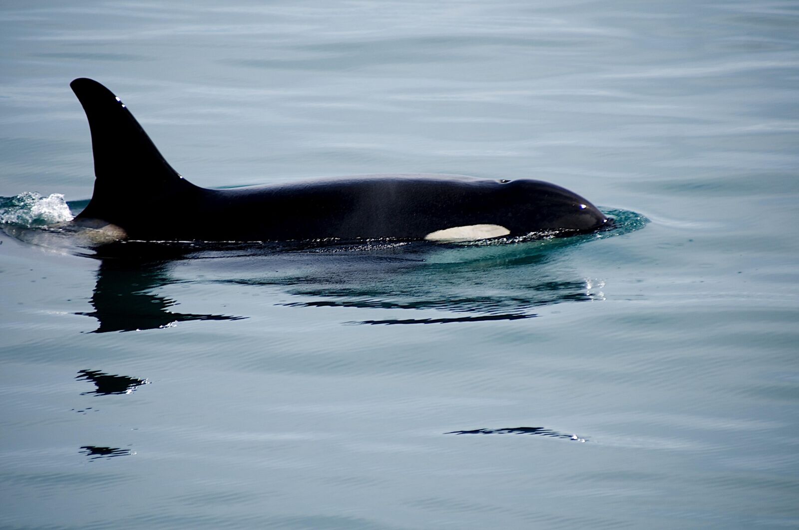 Nikon D300 sample photo. Killer whale, orca, breaching photography