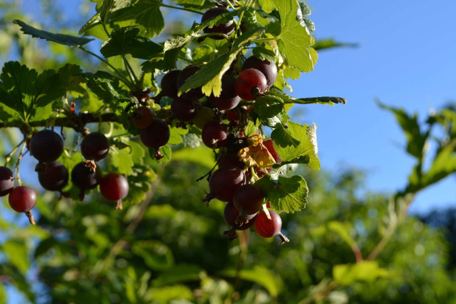 Nikon D5200 sample photo. Gooseberries, close up, fruit photography