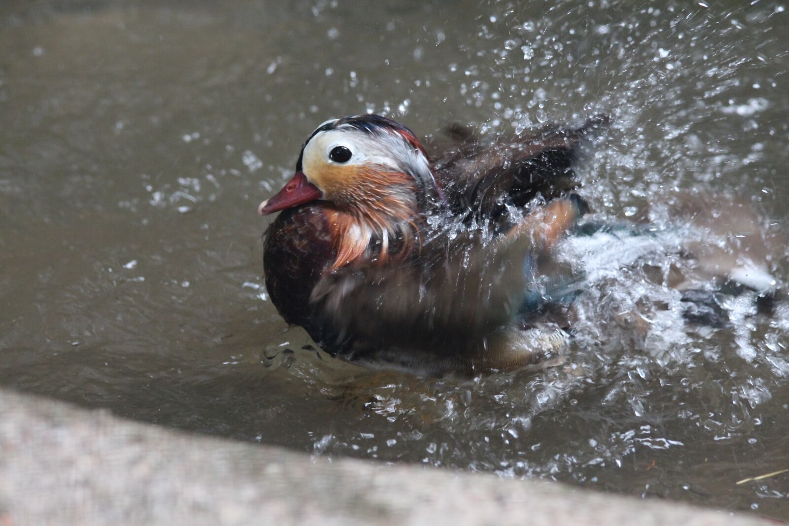 Canon EOS 650D (EOS Rebel T4i / EOS Kiss X6i) sample photo. Mandarin duck, duck bird photography
