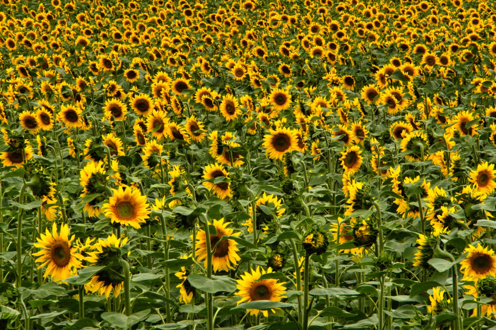 Sony a6400 sample photo. Sunflower, morning walk, start photography
