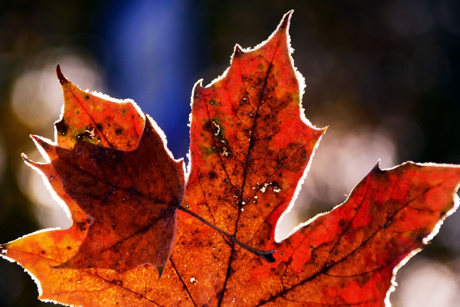 Nikon D3300 sample photo. Leaves, frost, nature photography