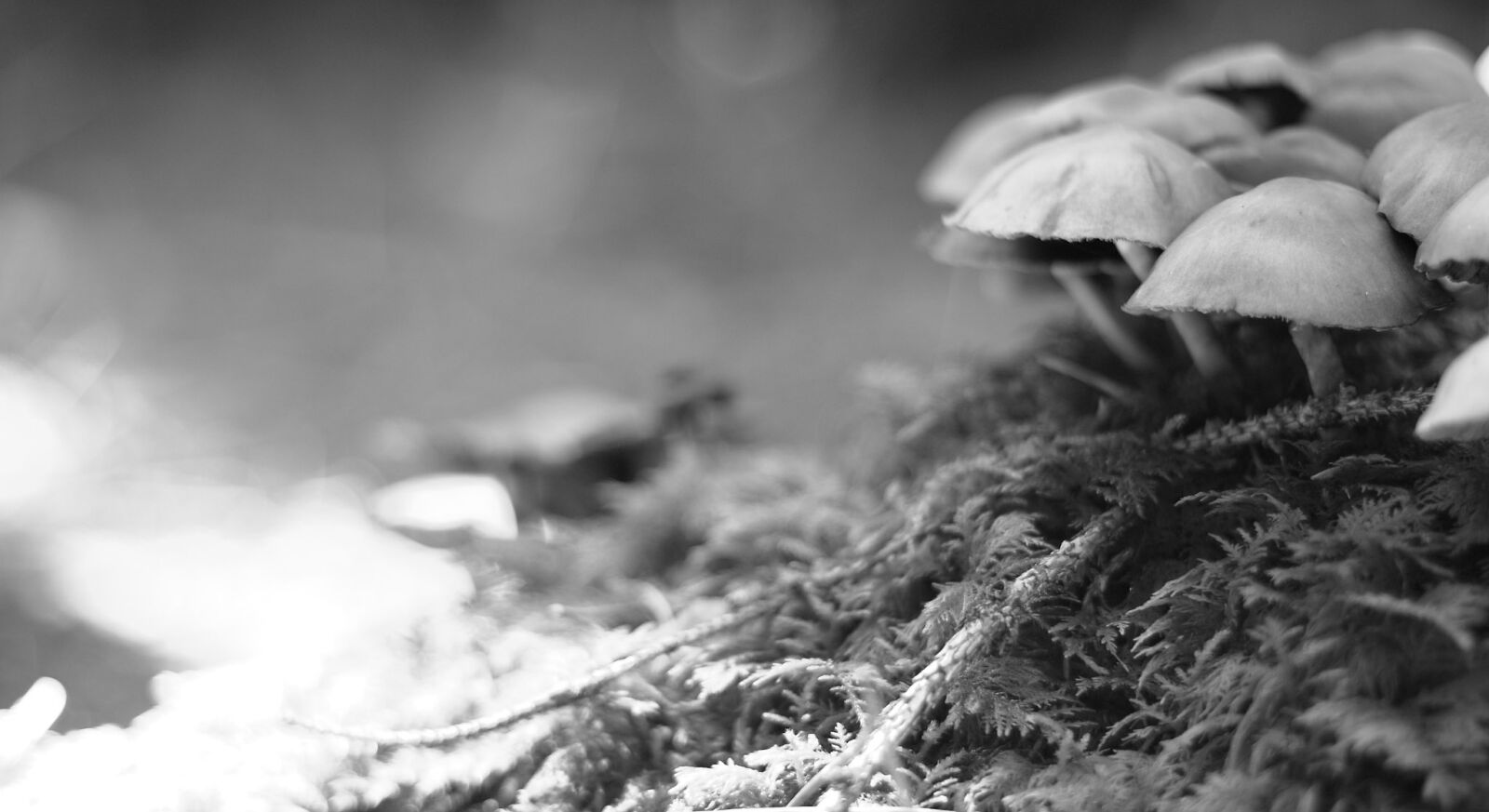 Canon EOS 500D (EOS Rebel T1i / EOS Kiss X3) + Canon EF 50mm F1.8 II sample photo. Mushroom, nature, live photography