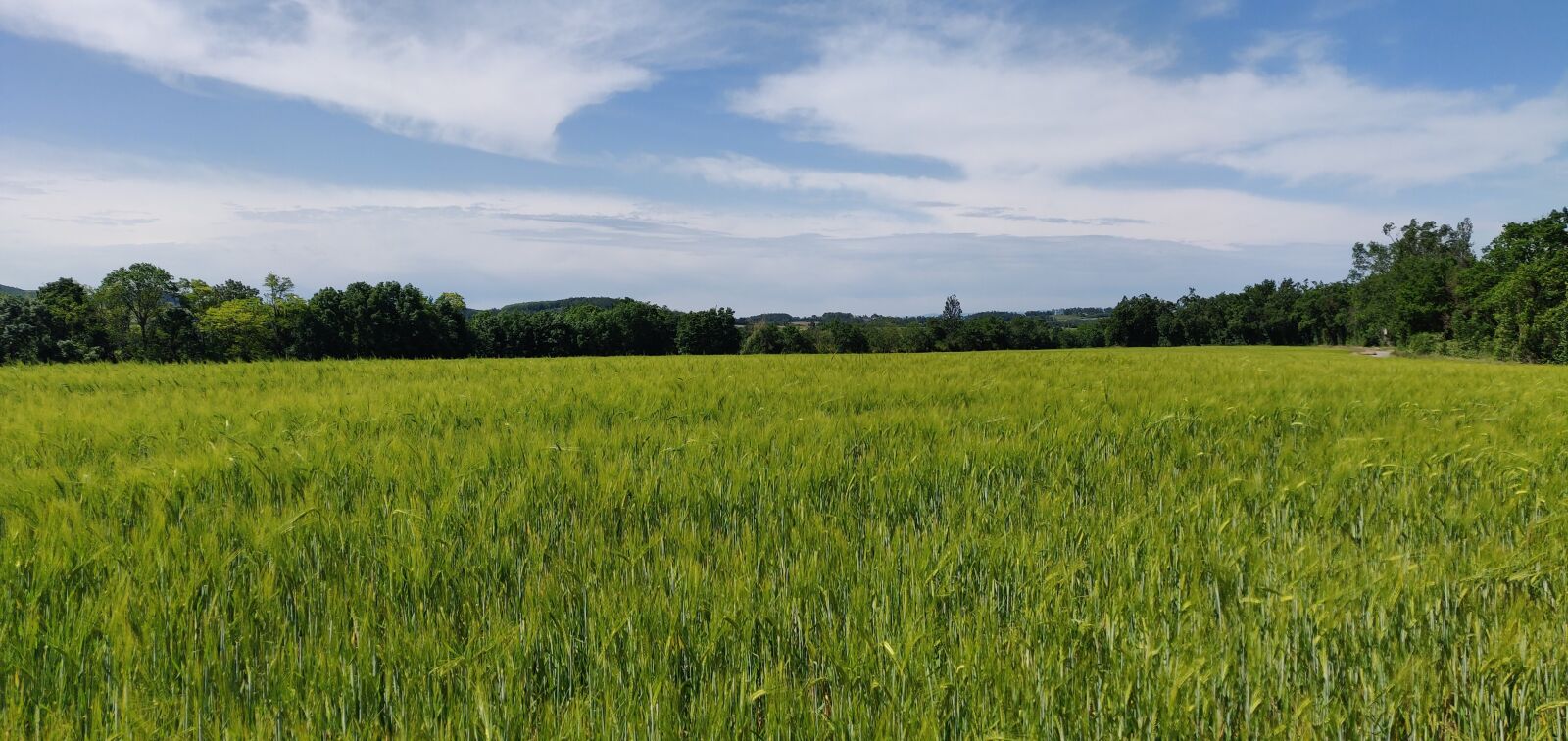 OnePlus 6 sample photo. Field, wheat, green photography