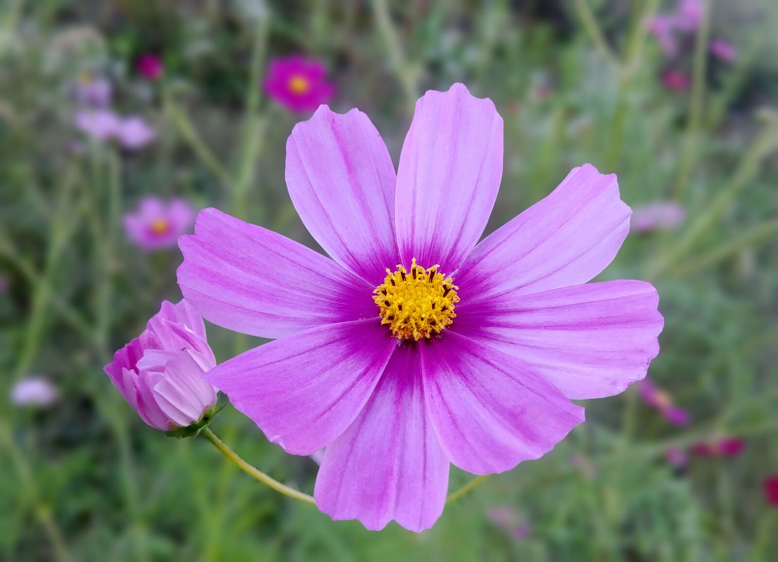 LG G6 sample photo. Cosmos, autumn, bright photography