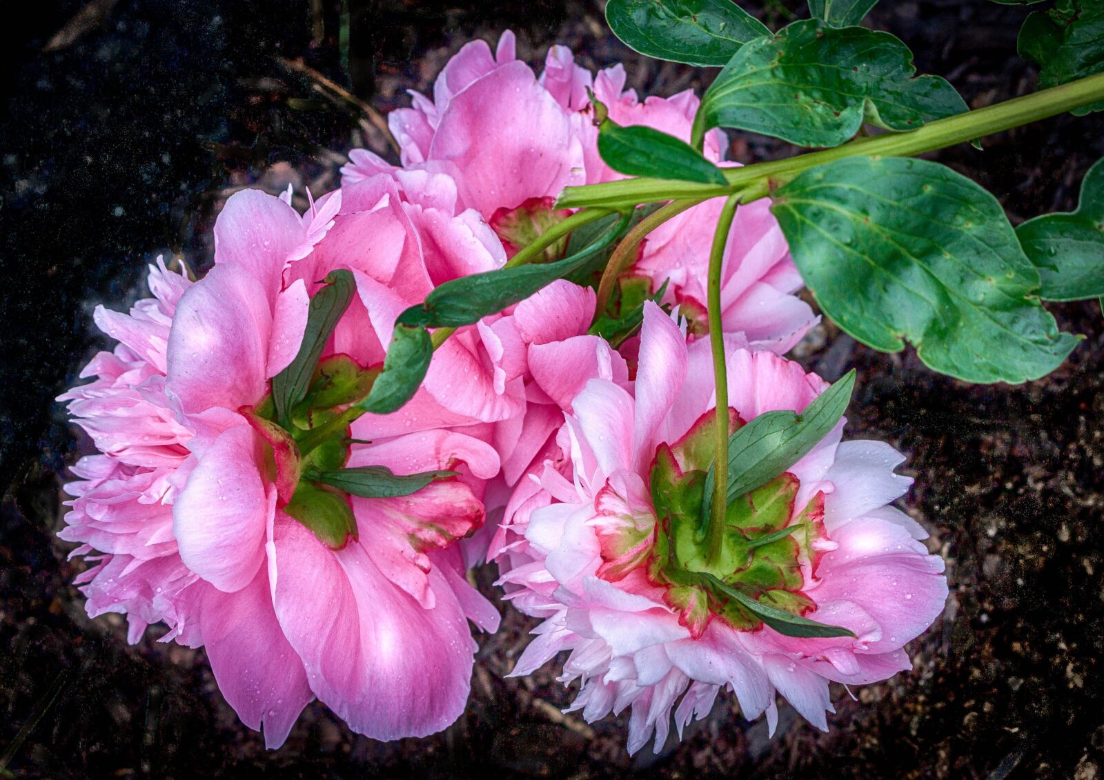 Canon EOS 600D (Rebel EOS T3i / EOS Kiss X5) sample photo. Pink peony, blossoms, perennial photography
