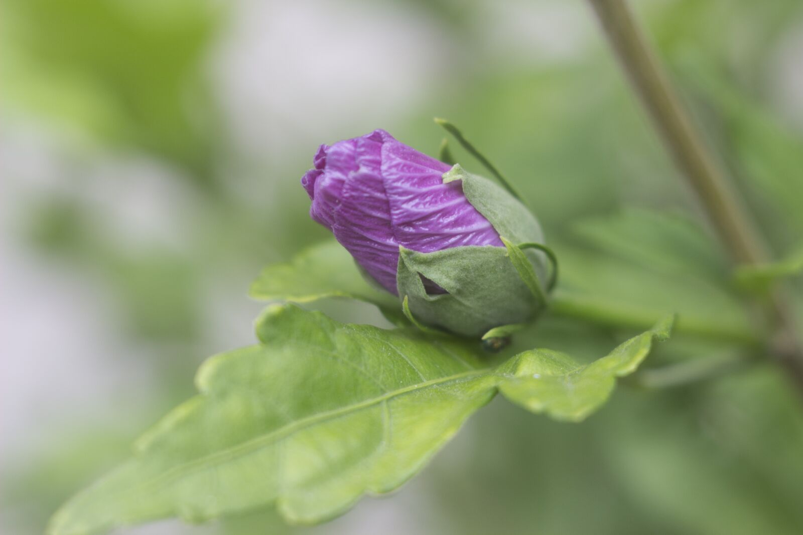 Canon EOS 600D (Rebel EOS T3i / EOS Kiss X5) sample photo. Flower, branch, ceren photography