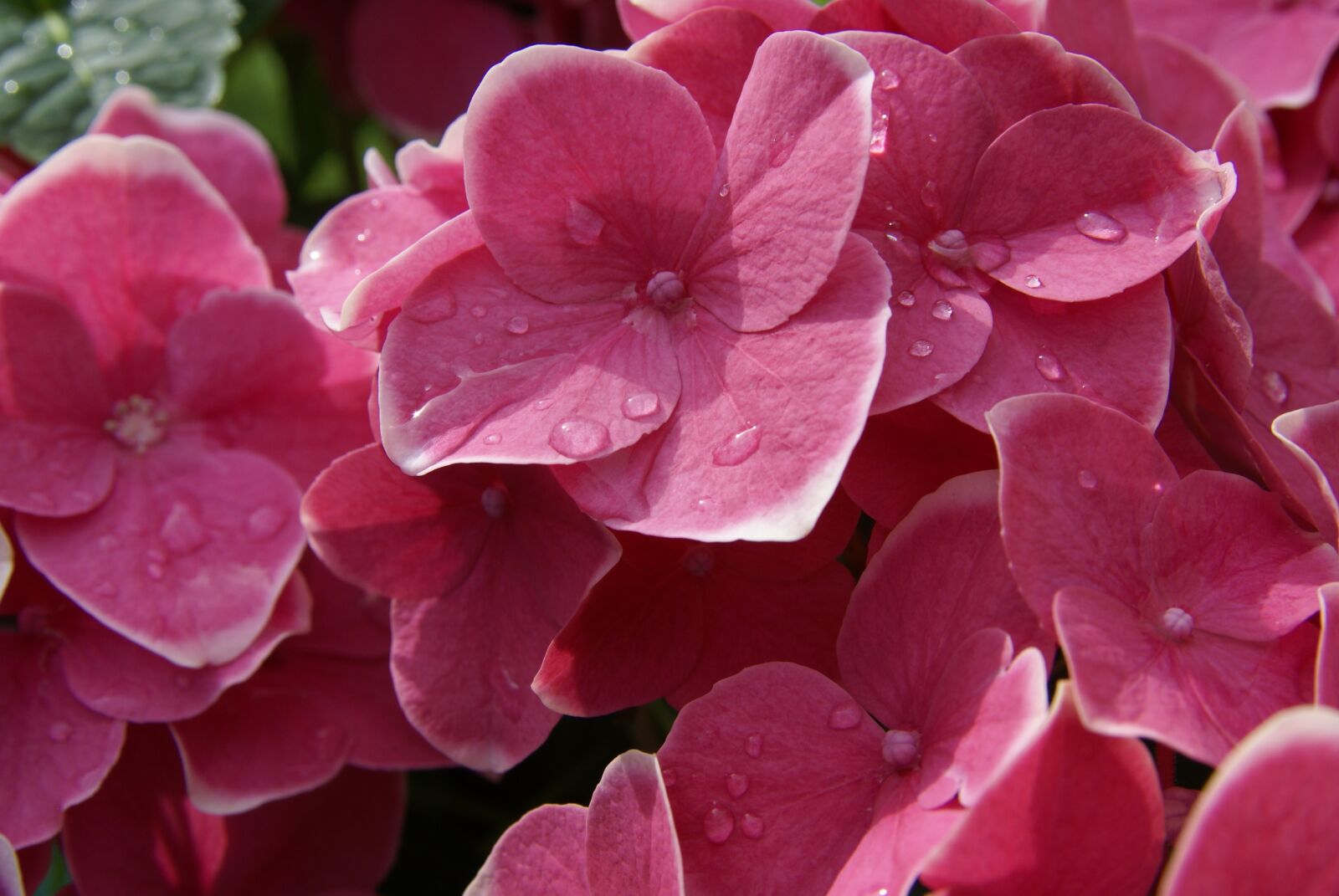Sony Alpha DSLR-A100 sample photo. Flower, plant, summer photography