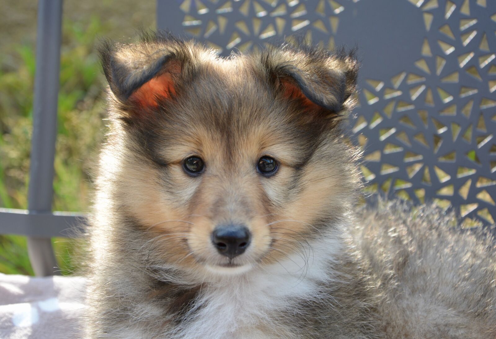 Nikon D5200 sample photo. Dog, pup, puppy photography