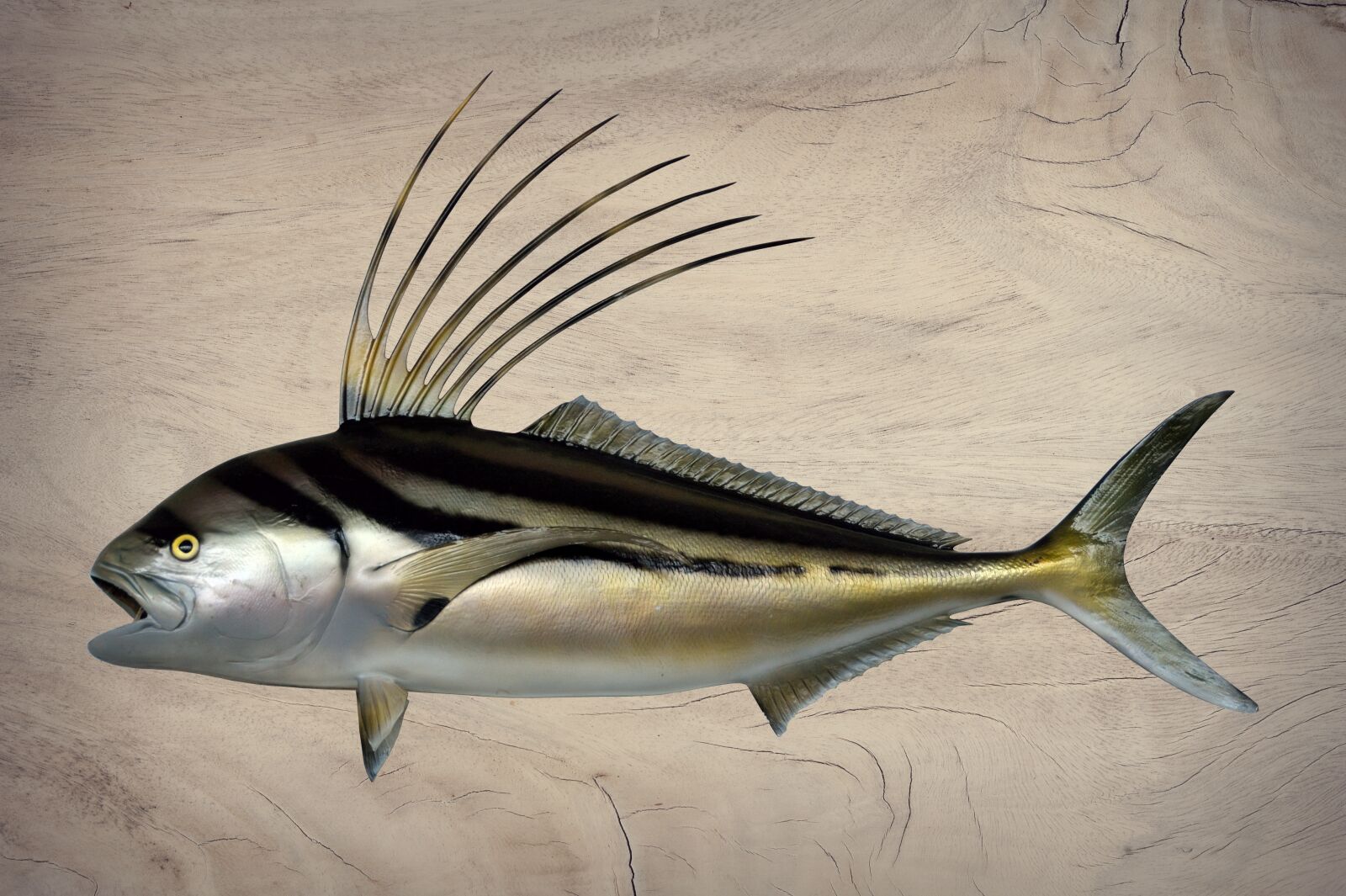 Nikon D700 sample photo. Fish, rooster fish, prepared photography