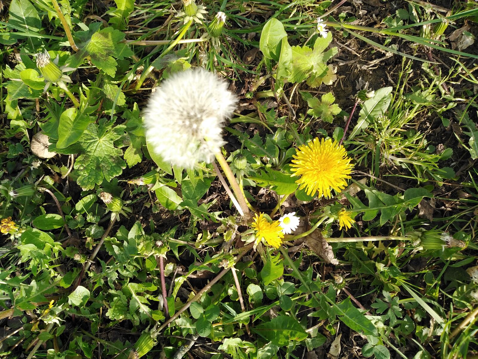 HUAWEI DUB-LX1 sample photo. Dandelion, spring, flower photography