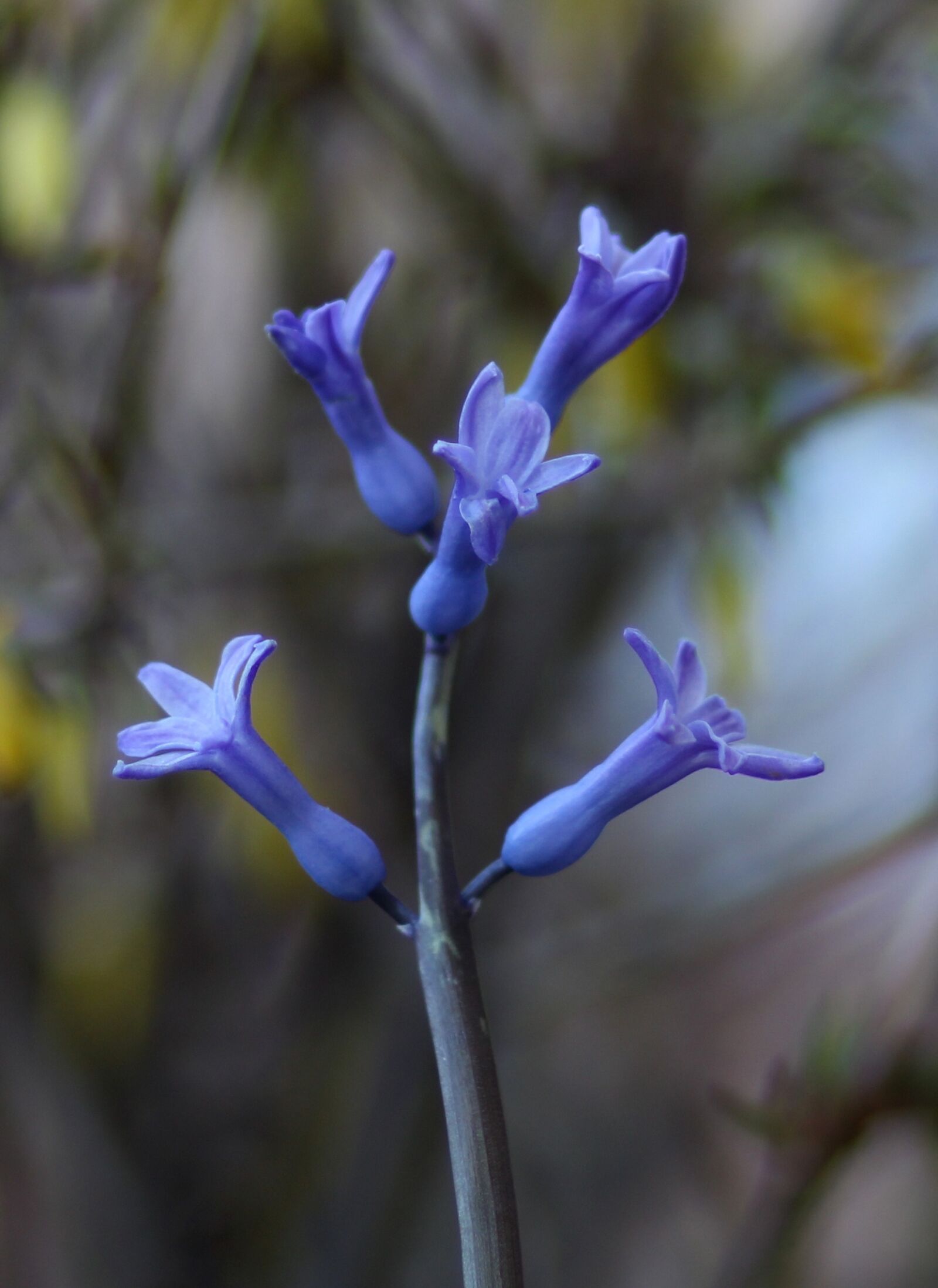 Canon EOS 700D (EOS Rebel T5i / EOS Kiss X7i) + Canon EF 85mm F1.8 USM sample photo. Hyacinth, flower, blue photography