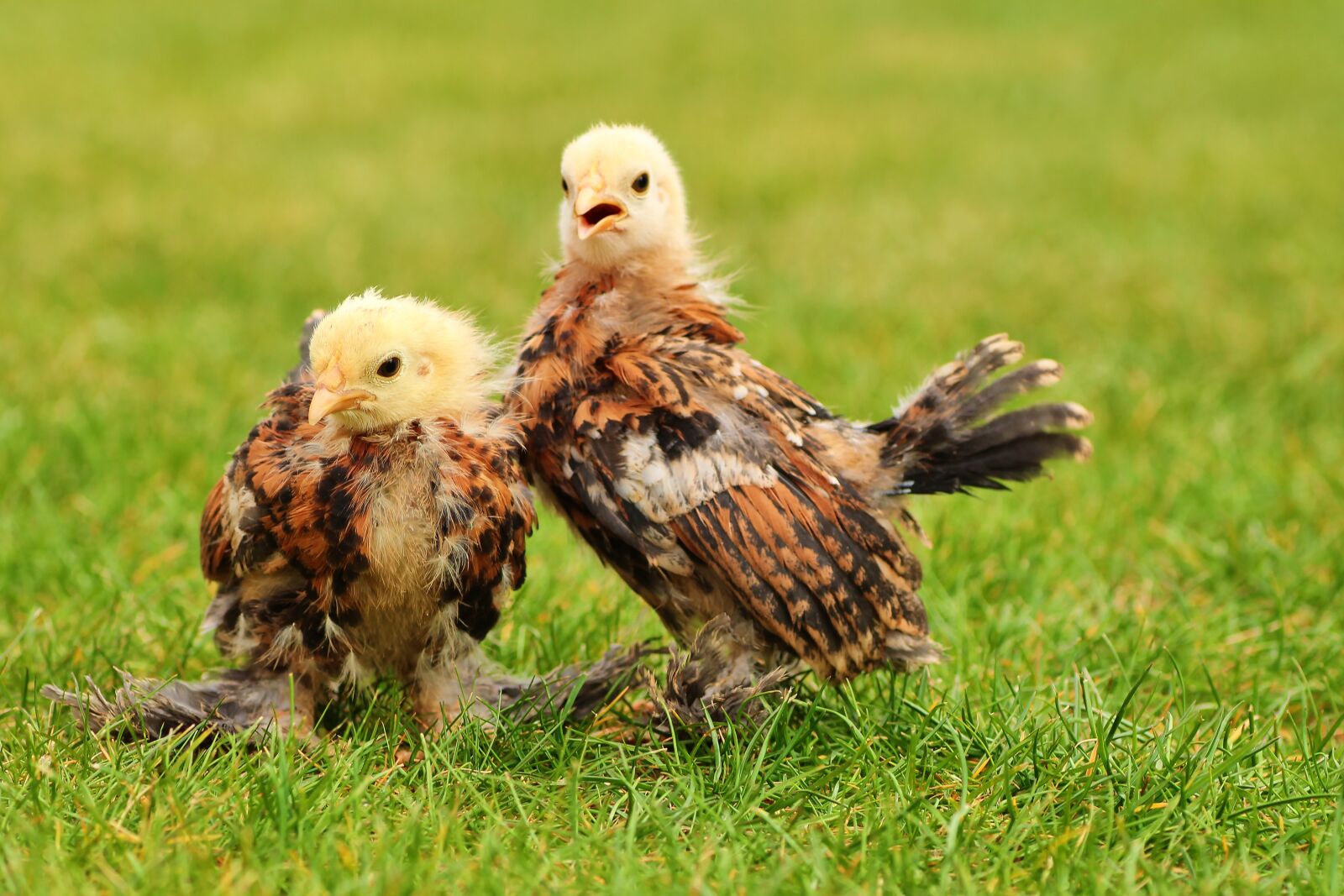 Tamron SP 90mm F2.8 Di VC USD 1:1 Macro sample photo. Chicks, easter chick, easter photography