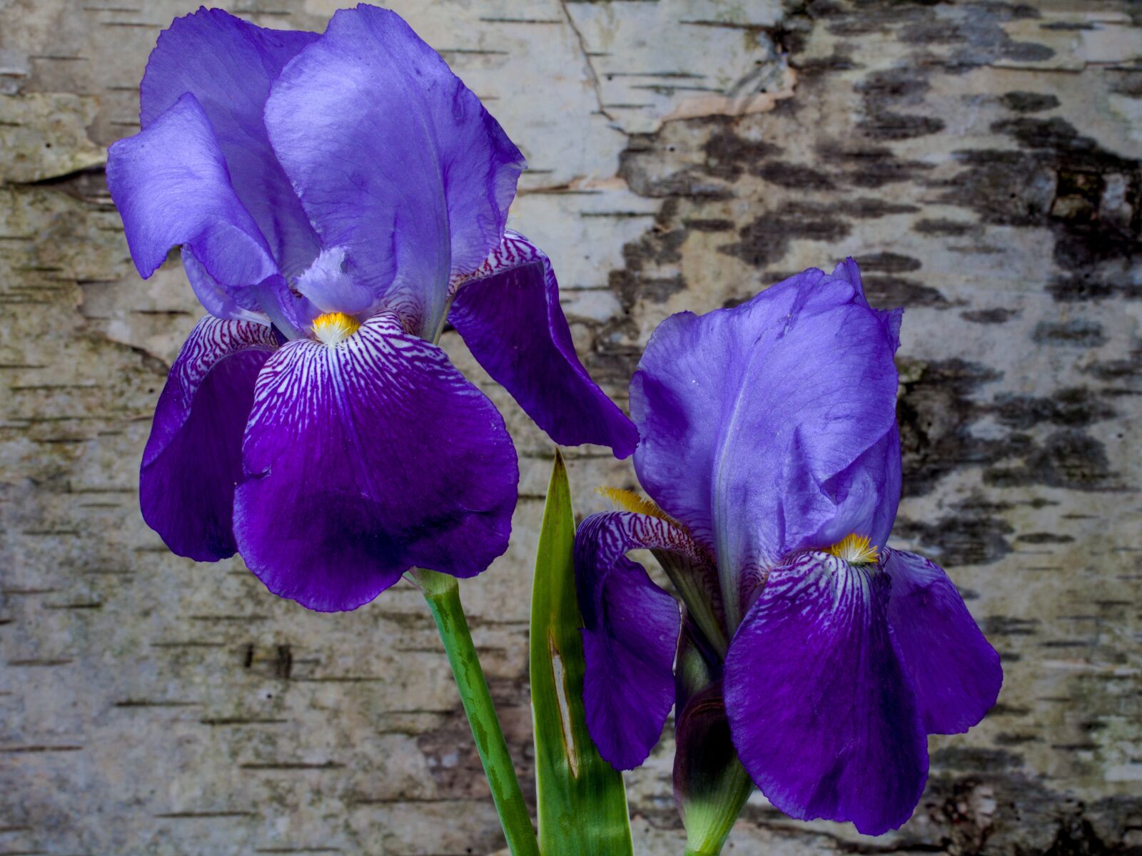 Canon EF-S 60mm F2.8 Macro USM sample photo. Iris, flower, spring photography