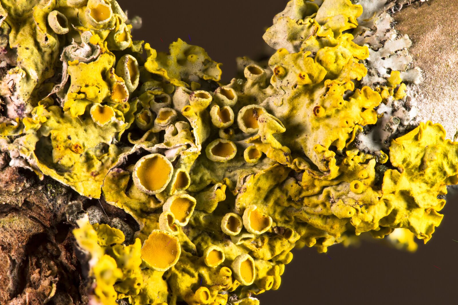 Canon EOS 7D sample photo. Weave, symbiosis, mushroom photography