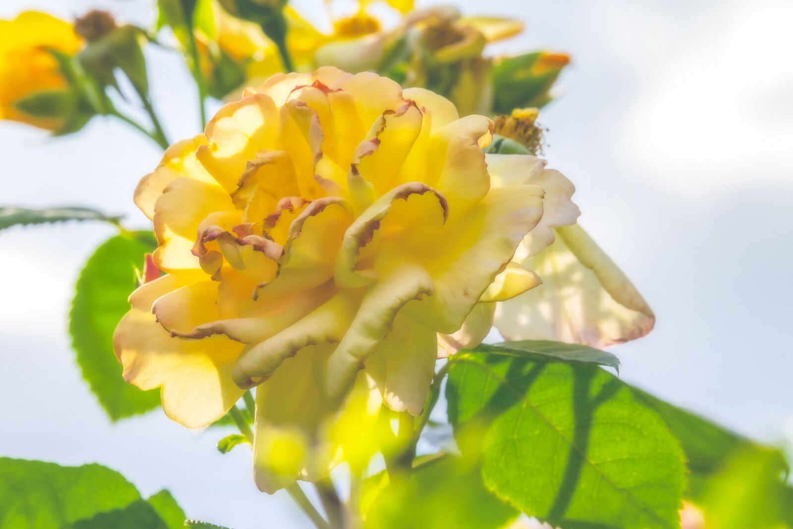 Fujifilm XF 55-200mm F3.5-4.8 R LM OIS sample photo. Rose, backlighting, blossom photography