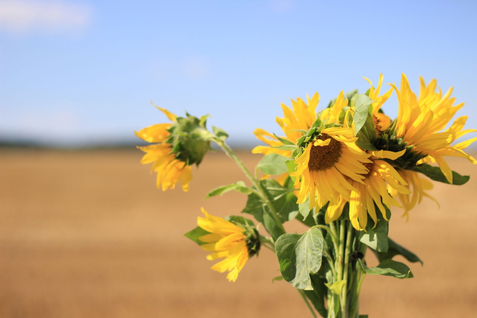Canon EOS 600D (Rebel EOS T3i / EOS Kiss X5) + Canon EF 50mm F1.8 STM sample photo. Sunflower, flower, summer photography