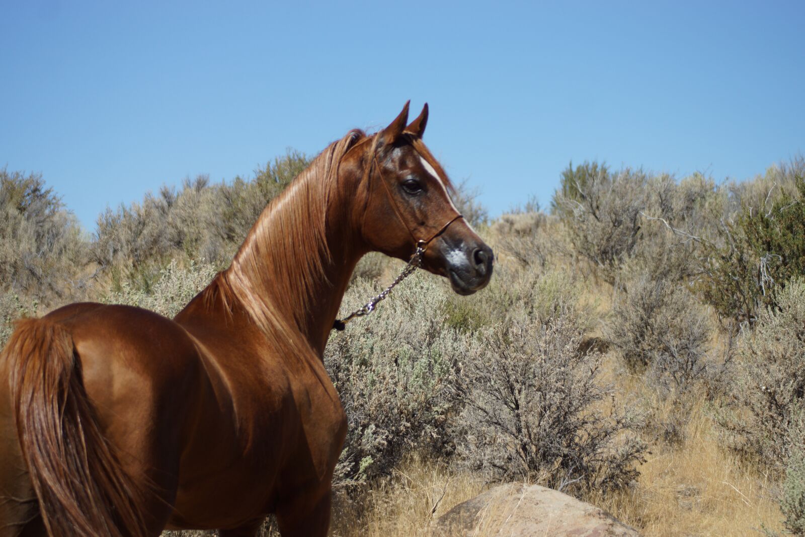 Sony SLT-A77 sample photo. Arabian, horse, desert photography
