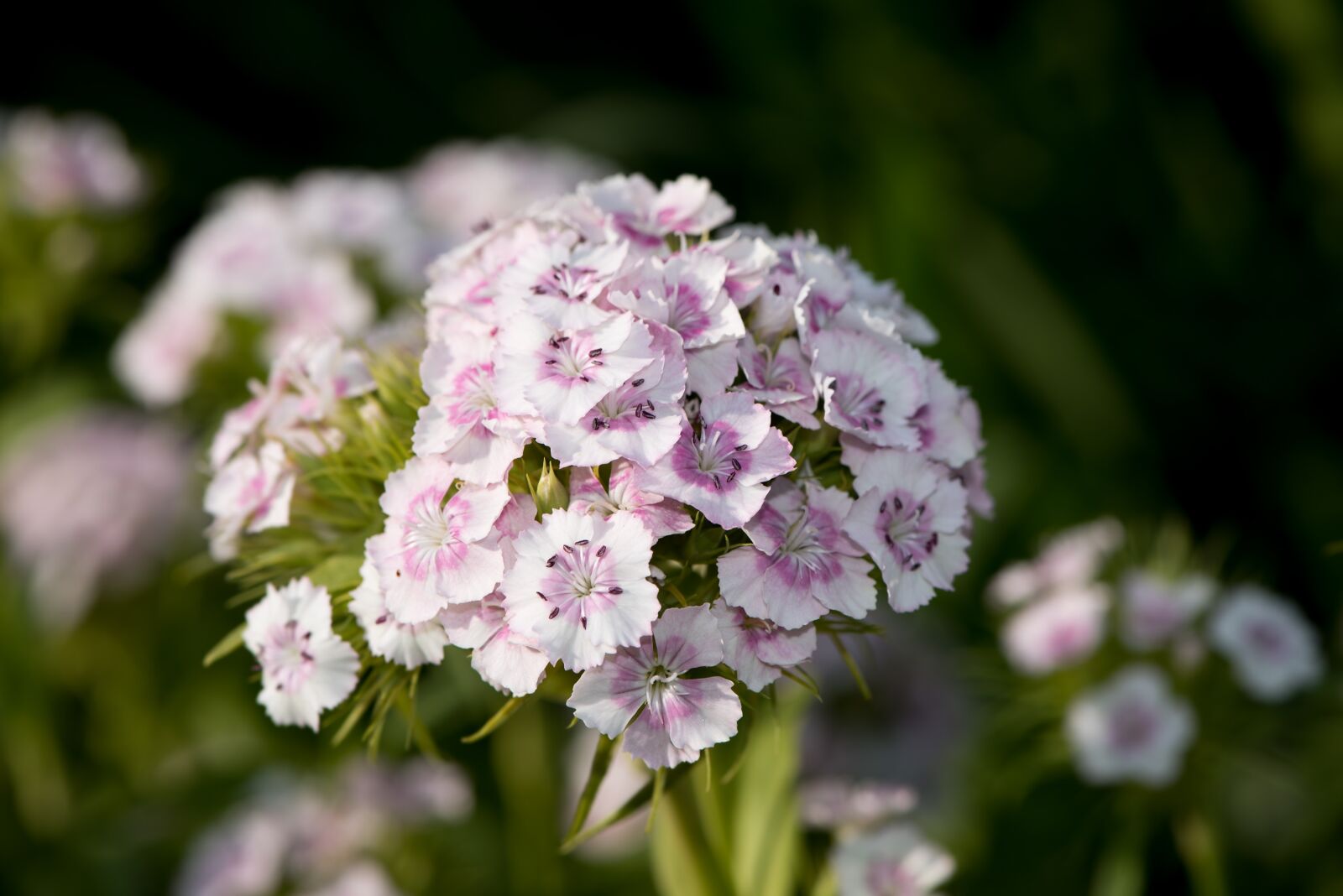 Nikon D750 sample photo. Sweet william, carnation, dianthus photography