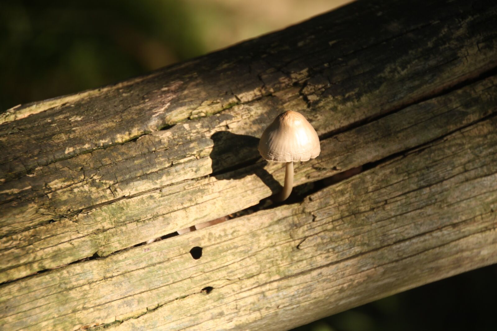 Canon EOS 500D (EOS Rebel T1i / EOS Kiss X3) sample photo. Autumn, mushroom, wood stump photography