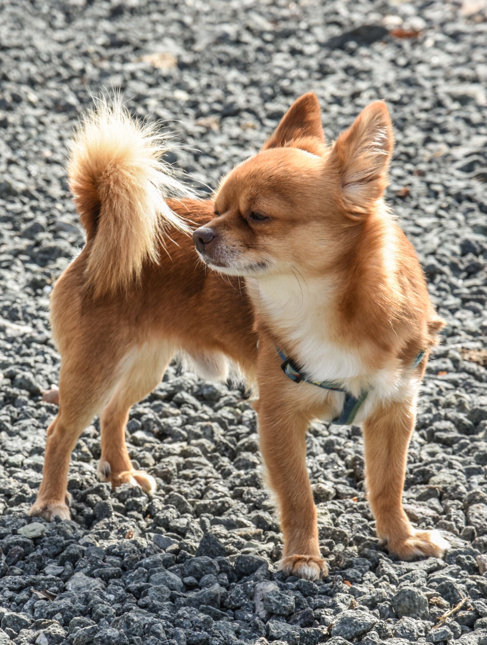 Nikon D7200 sample photo. Dog, cute, farm photography