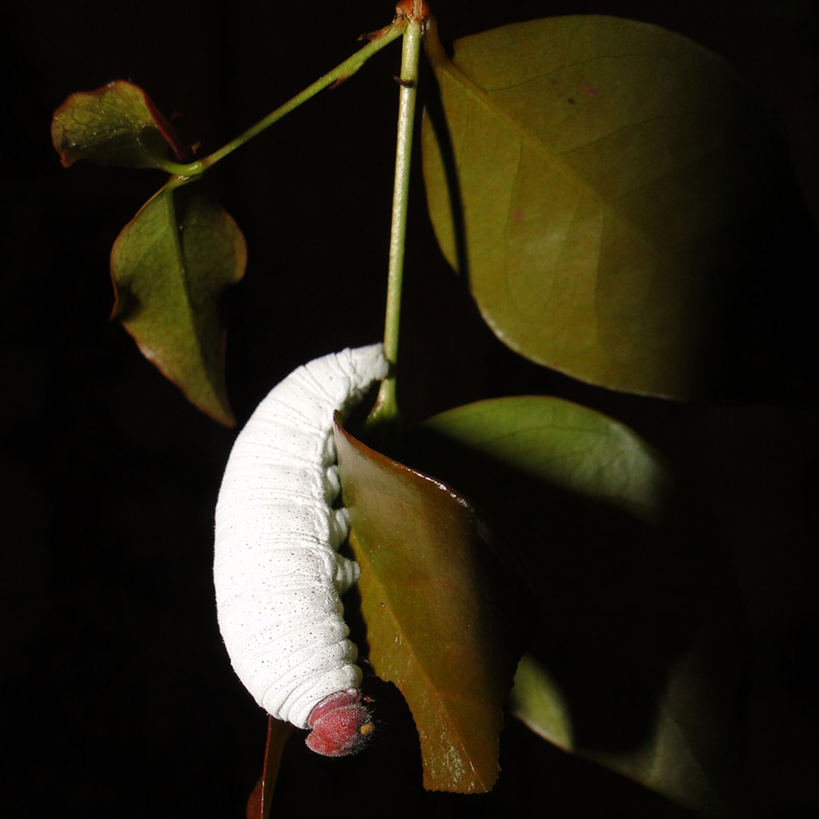 Sony Cyber-shot DSC-HX1 sample photo. Caterpillar, white, garden photography