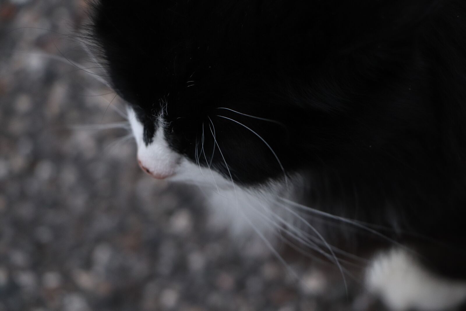 Canon EOS 800D (EOS Rebel T7i / EOS Kiss X9i) sample photo. Cat, black, white photography