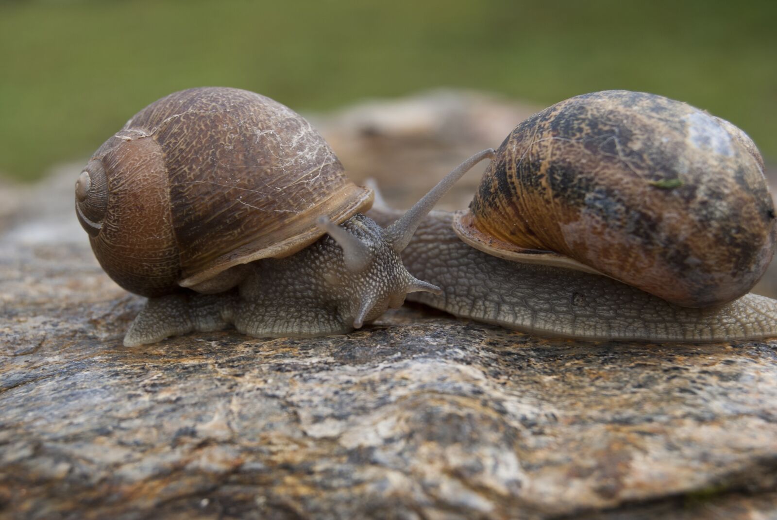 Nikon D60 sample photo. Snails, snail, molluscum photography