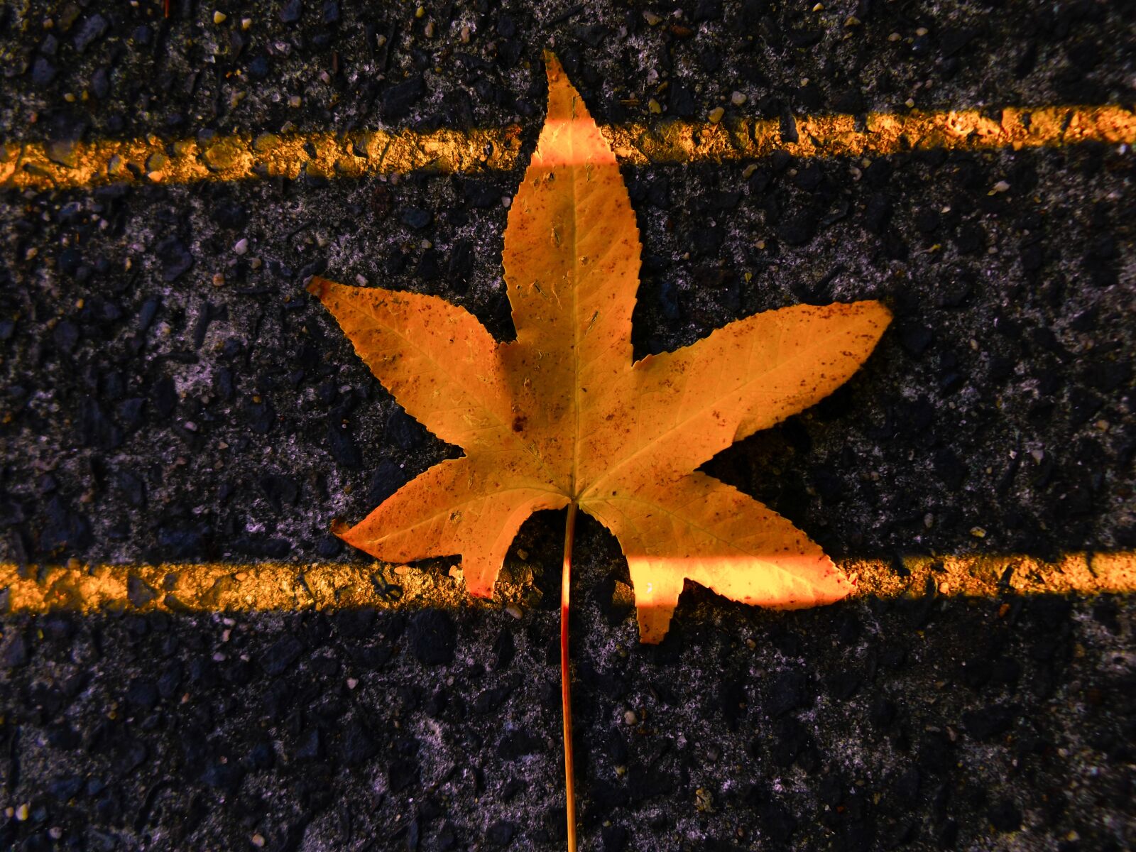 Fujifilm FinePix S8600 sample photo. Fall, autumn, leaf photography