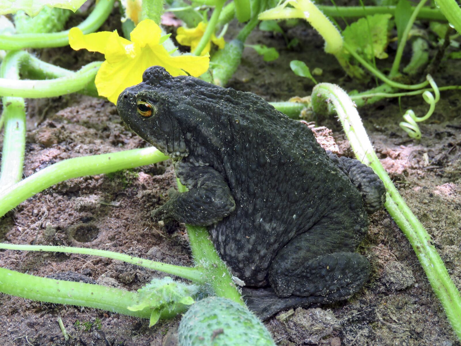 Canon PowerShot SX60 HS sample photo. Toad, animals, amphibian photography